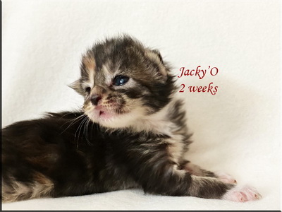 jackyo2weeks
