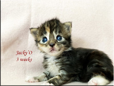 jacky03weeks