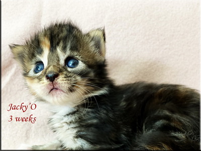 jackyo3weeks
