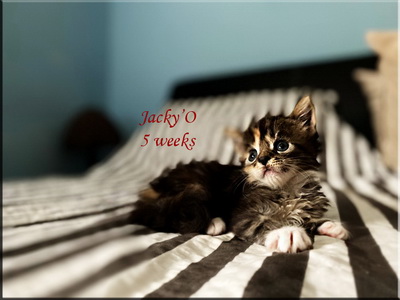 jacyo5weeks