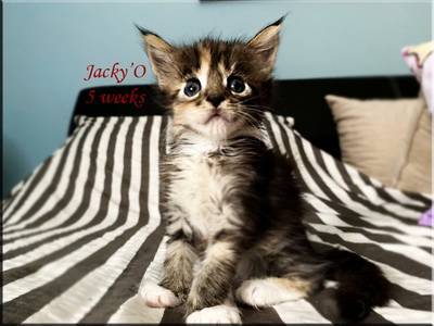 jacyo5weeks