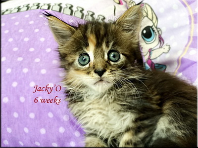Jackyo6w