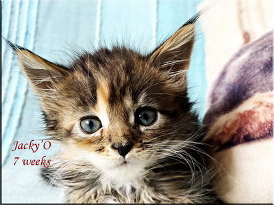 jackyo7weeks
