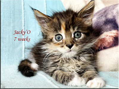 jackyo7weeks