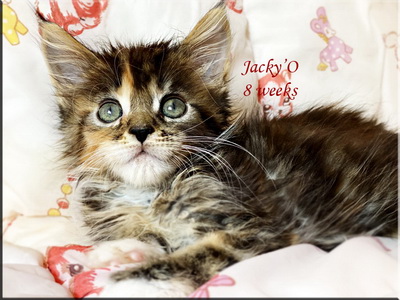 jackyo8weeks