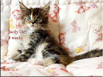 jackyo8weeks