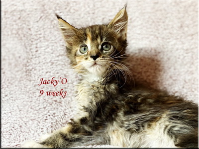 JackyO9w