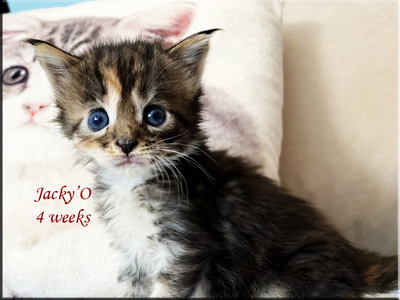 jackyo4weeks