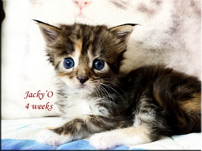 jackyo4weeks