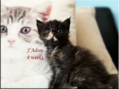 jadore4weeks