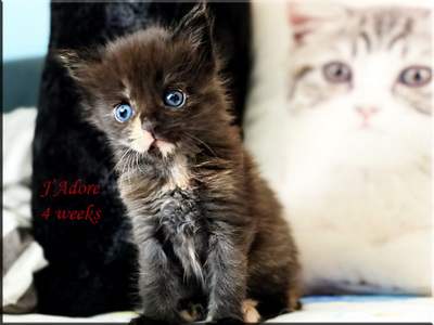 jadore4weeks
