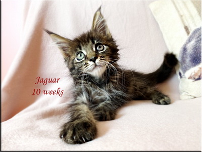 jaguar10w