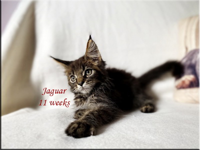 jaguar11w