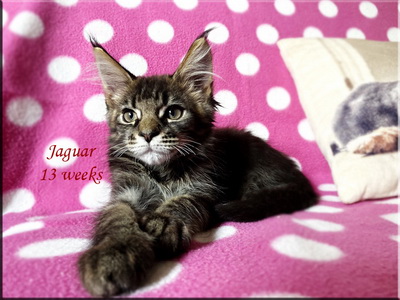 jaguar13weeks