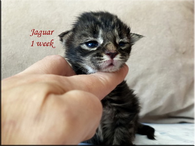 jaguar1week