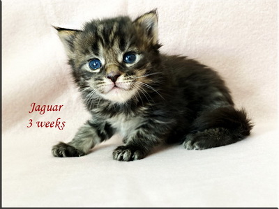 jaguar3weeks
