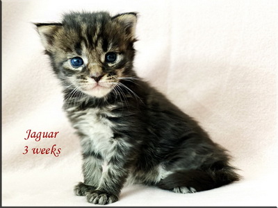jaguar3weeks
