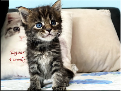 jaguar4weeks