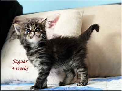jaguar4weeks