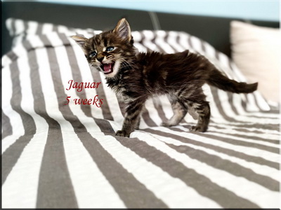 jaguar5weeks