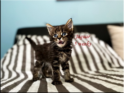 jaguar5weeks