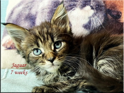 jaguar7weeks