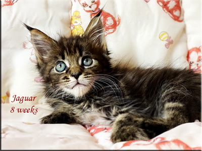 jaguar8weeks