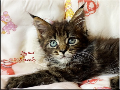 jaguar8weeks