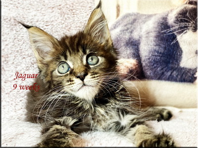 Jaguar9weeks