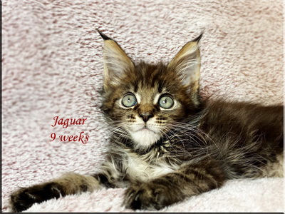 jaguar9weeks