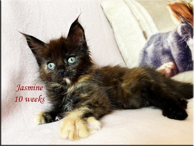 jasmine10w