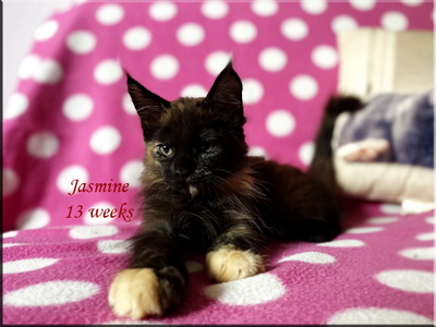 jasmine13weeks