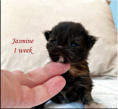 jasmine1week