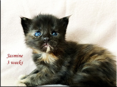 jasmine3weeks