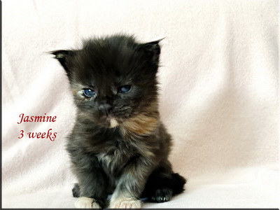jasmine3weeks