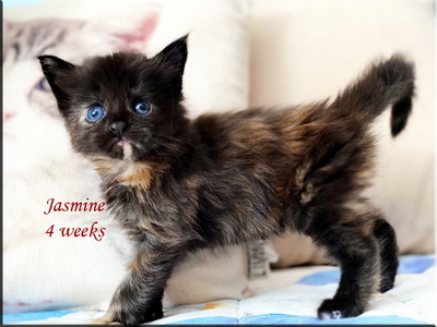 jasmine4weeks