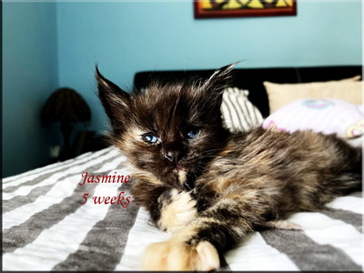 jasmine5weeks