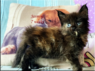 jasmine7weeks