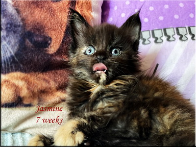 jasmine7weeks