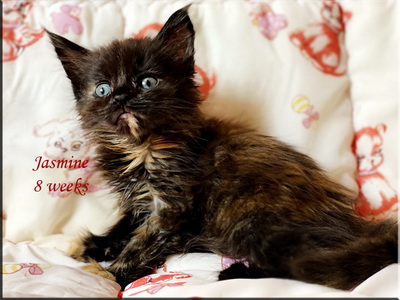 jasmine8weeks