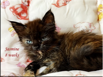 jasmine8weeks