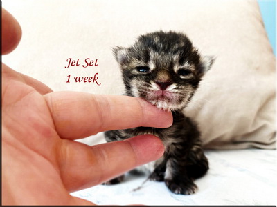 jetset1week
