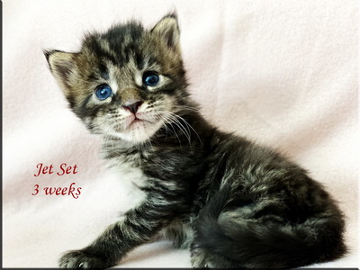jetset3weeks