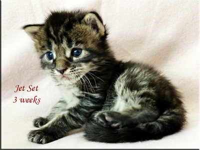 jetset3weeks