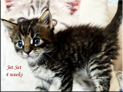 jetset4weeks