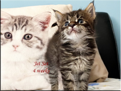 jetset4weeks
