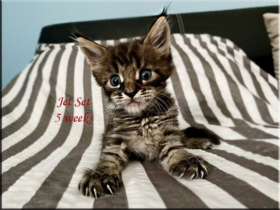 jetset5weeks