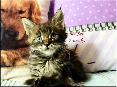jetset7weeks