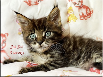 jetset8weeks