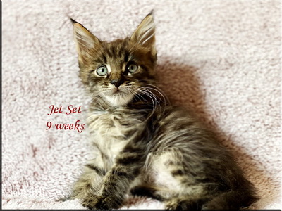 JetSet9weeks